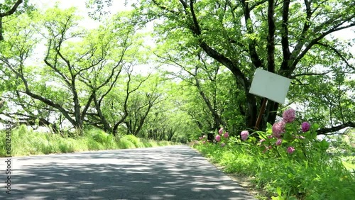 夏風に揺れる街道のあじさい  dorry 38sec