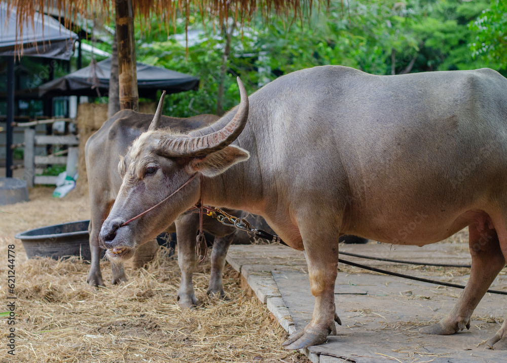 water buffalo is standing and waiting for food. water buffalo is standing and waiting for food.