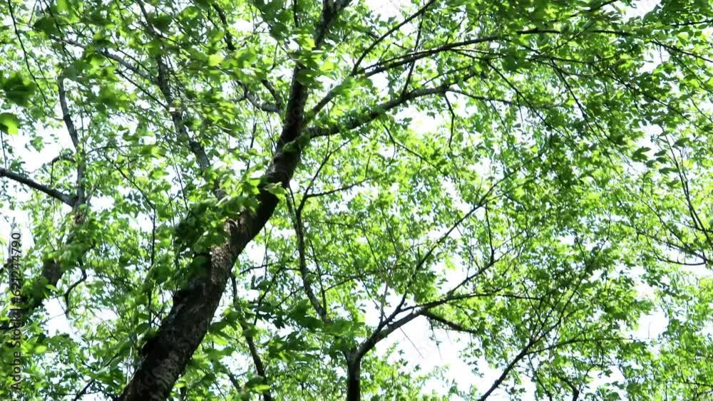 夏風に揺れる街道のあじさい  tilt 28sec