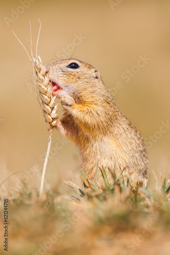 The European ground squirrel, Spermophilus citellus,The European ground squirrel eat an ear of wheat