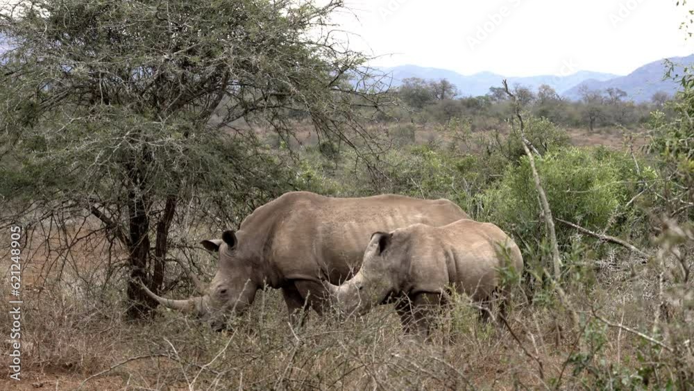 A white rhino, followed by a young rhino, walks through dense thickets and thorn trees in the African bush. A white rhino, followed by a young rhino, walks through dense thickets and thorn trees in the African bush.