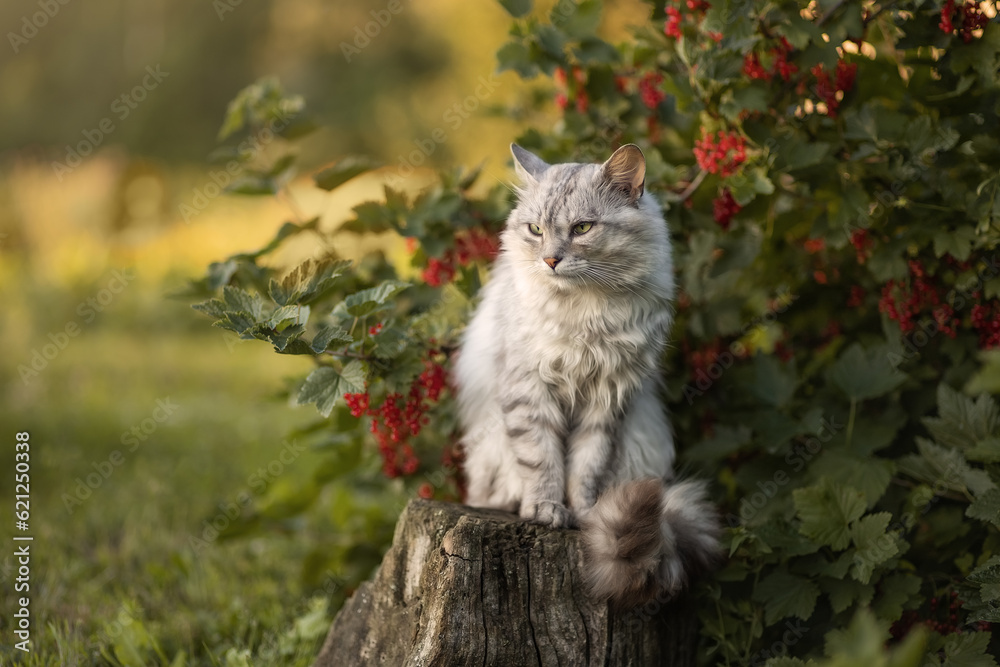Photo of a beautiful gray cat near a red currant bush.