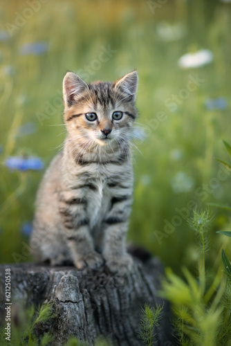 Photo of a small striped kitten in a summer garden.