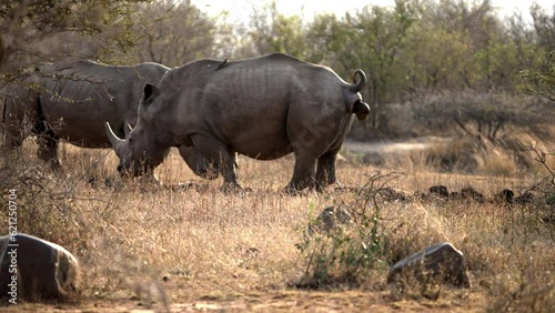 Rhino Defecating: White Rhino Dropping Dung at Midden in the Africa Bush. photo