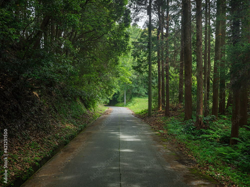 Fototapeta premium refreshing shaded path