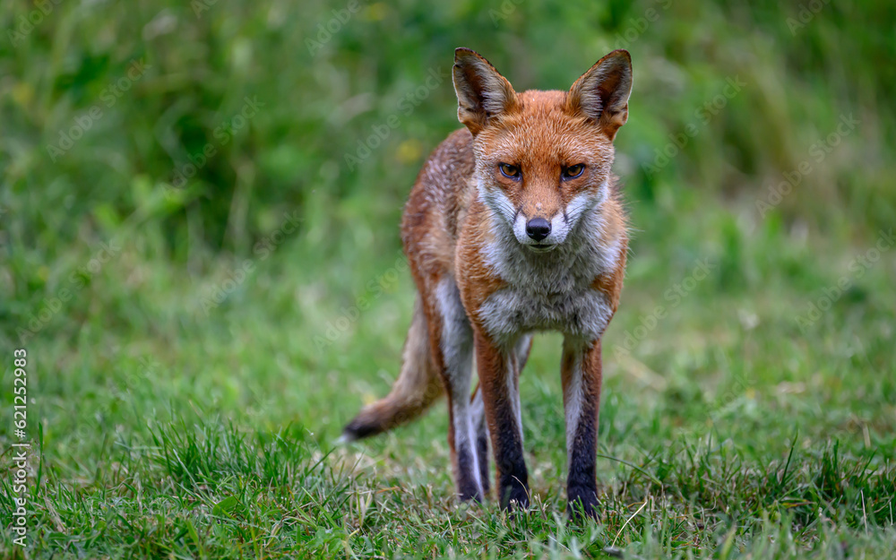 Portrait of a red fox vulpes