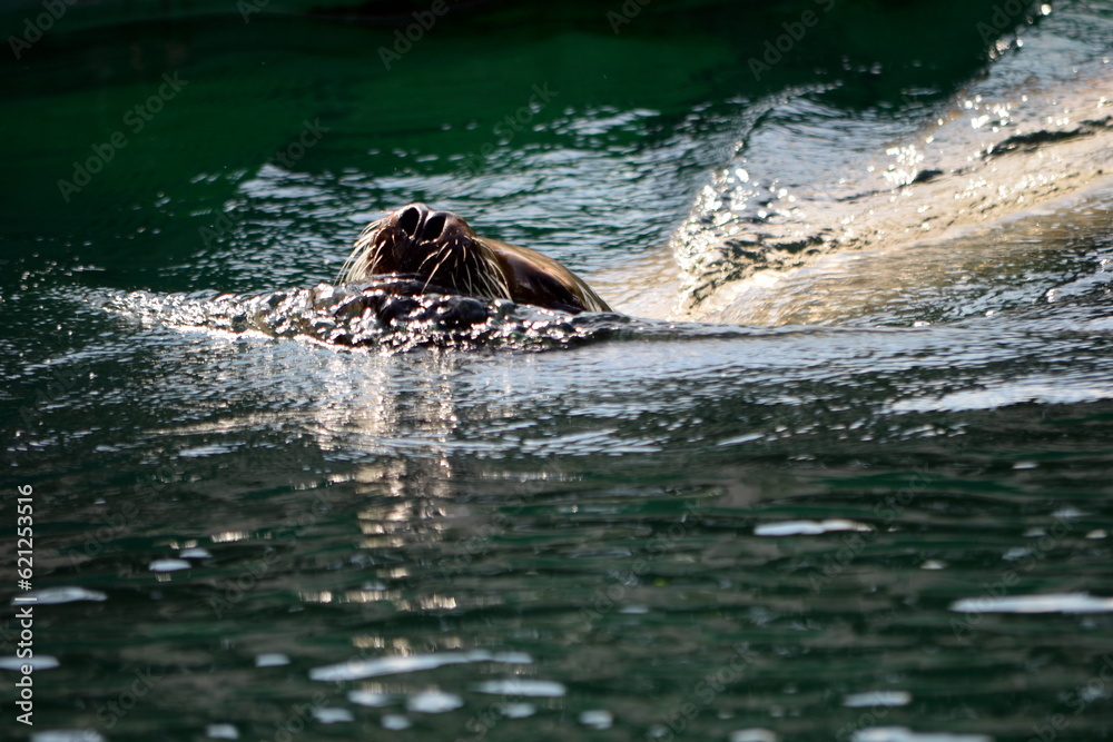 Fototapeta premium Lion Seal portrait on a sunny, hot summer day. Barking Sea Lion show at zoo.