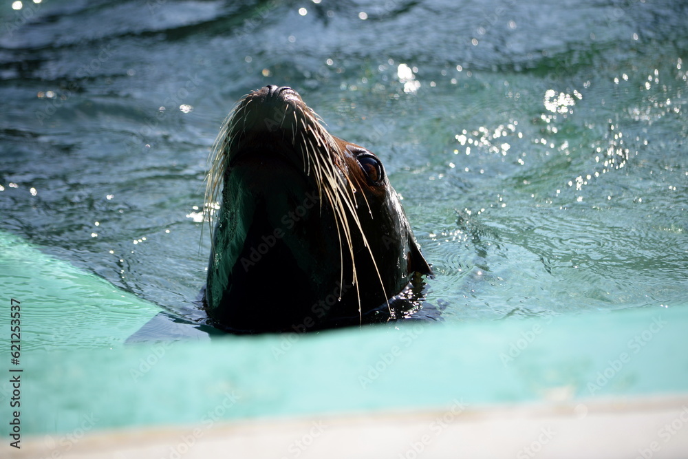 Lion Seal portrait on a sunny, hot summer day. Barking Sea Lion show at