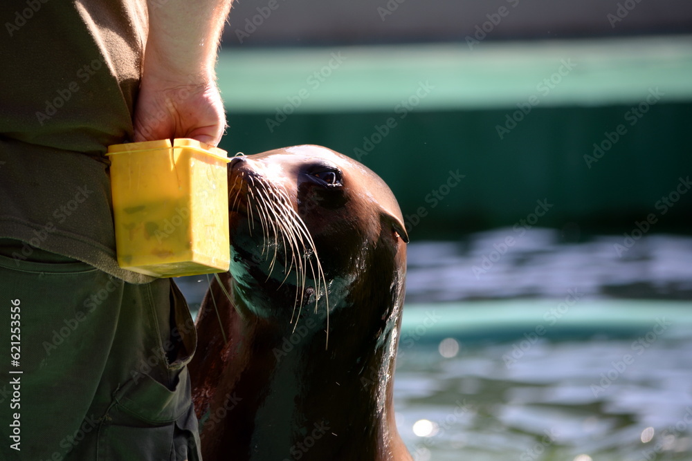Lion Seal portrait on a sunny, hot summer day. Barking Sea Lion show at