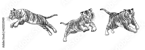 tiger  vector illustration with black and white shading consisting of three images