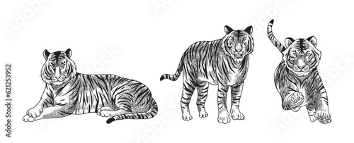 tiger vector illustration with black and white shading consisting of three images