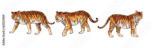 brown tiger  vector illustration consisting of three images