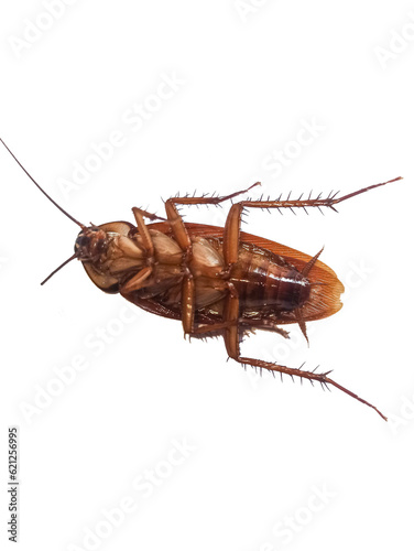 cockroach cockroach vector vectors rope white background