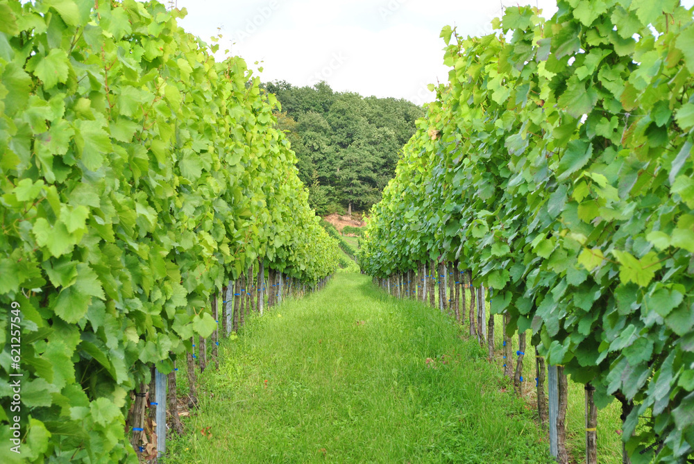 Close Up of Rows of Grapevines in German Vineyard 