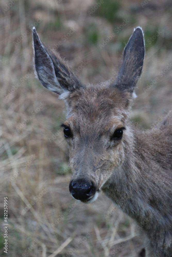 Baby Elk Baby Elk