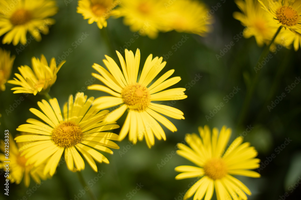Yellow flowers. Flowers in park. Petaled yellow. Yellow flowers. Flowers in park. Petaled yellow.