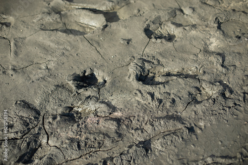 Dirt with traces. Land with water. After rain. Rural Road Details.