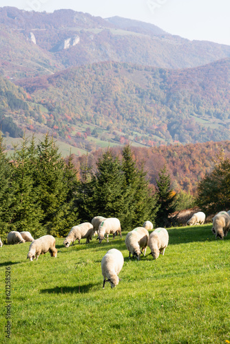 Fototapeta Naklejka Na Ścianę i Meble -  Sheep graze in a pasture in the mountains.