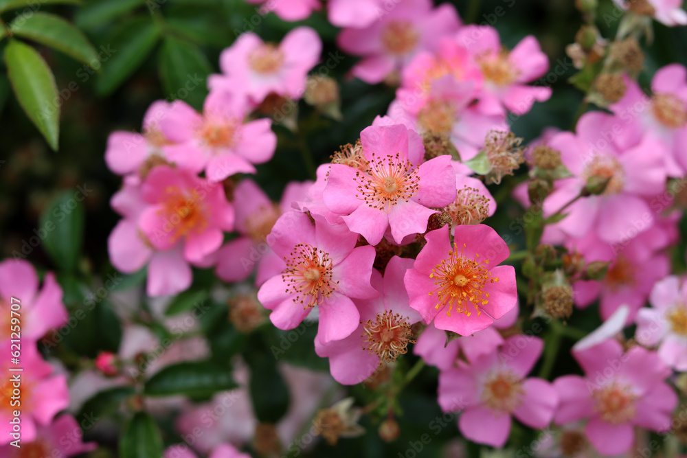 Pink wild rose flowers blooming in the garden on a summer day, closeup photo. Nature background Pink wild rose flowers blooming in the garden on a summer day, closeup photo. Nature background
