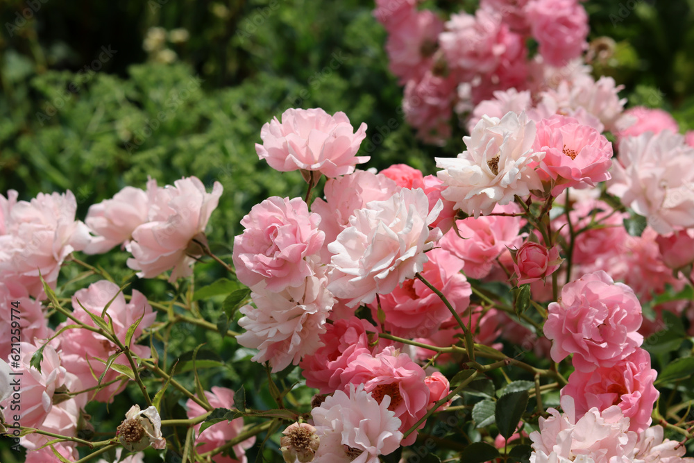 Beautiful pink rose bush blooming in the garden. Closeup photo of pink petals. Summer day in rose garden. Beautiful pink rose bush blooming in the garden. Closeup photo of pink petals. Summer day in rose garden.