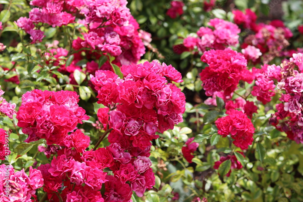 Beautiful pink rose bush blooming in the garden. Closeup photo of pink petals. Summer day in rose garden. Beautiful pink rose bush blooming in the garden. Closeup photo of pink petals. Summer day in rose garden.