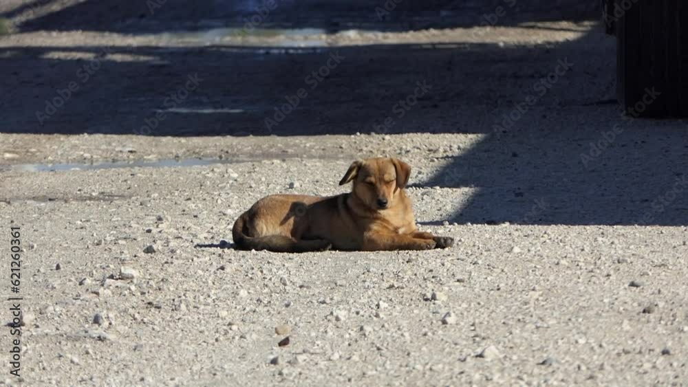 Straßenhund in Rumänien Straßenhund in Rumänien