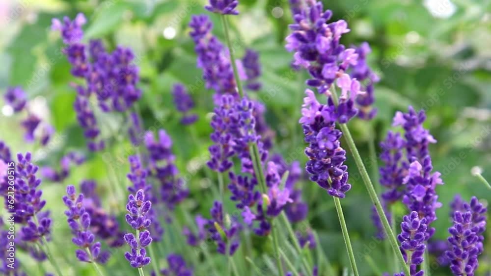 Lavender flower blooming. Selective focus on Bushes of lavender flowers at lavender fields of the French Provence. Lavender flower blooming. Selective focus on Bushes of lavender flowers at lavender fields of the French Provence.