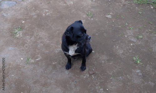 A black puppy is sitting 