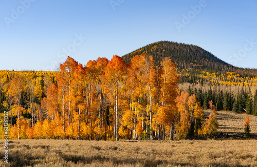 fall color photo