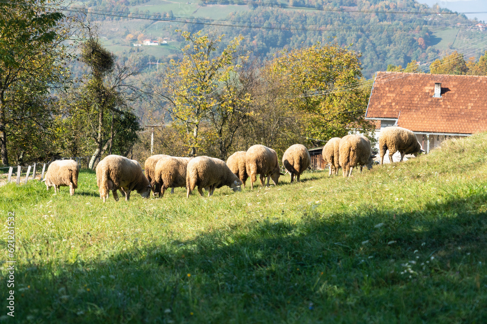 Fototapeta premium Sheep graze in a pasture in the mountains.