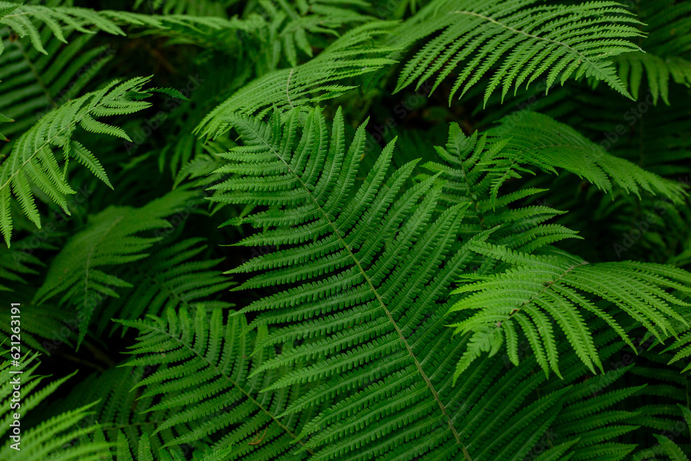 Fresh green natural fern leaves in midsummer in July in Latvia