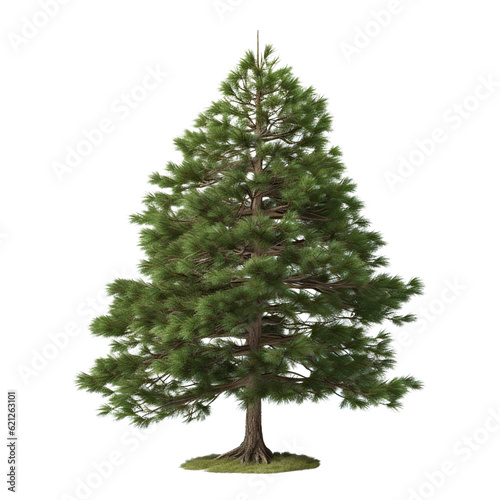 tree isolated on white