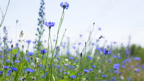 Fototapeta Naklejka Na Ścianę i Meble -  Cornflower, Centaurea cyanus Rare flower of Arable Fields. blue wildflowers, natural floral background. Wild flowers, close-up, blurred background. summer meadow flower, blooms beautifully in blue.