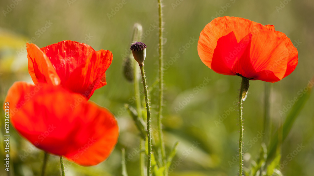 Naklejka premium red poppy on a green background. big beautiful poppy flower on a blurred background, green and red, floral design, nature close-up, bokeh. flowers of europe, narcotic