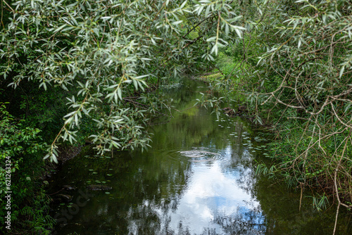 Close up of Seda river in July with lush wild greens all over in Burtnieki in Latvia