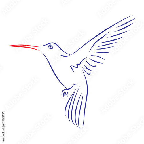 Continuous line drawing of a colibri bird in flight, wings opened. Hand drawn, vector illustration