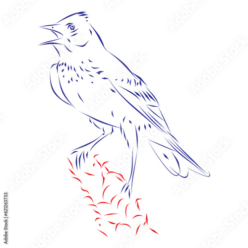Continuous line drawing of a lark bird, singing. Hand drawn, vector illustration