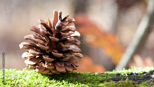 a pine cone lies on a green forest moss. A pine cone lies on a fluffy moss in the forest. Autumn forest in Europe. Copy space. spring sunny day, bright green moss. nature, close-up. text