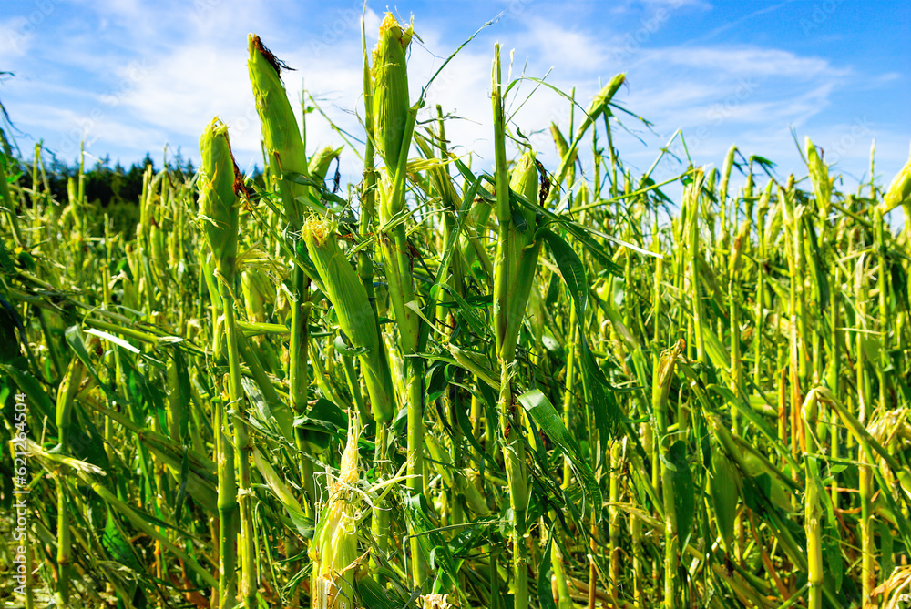 Fototapeta premium Maisfeld mit Unwetterschaden