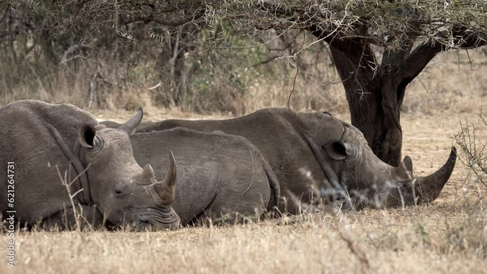 Three lazy white rhinos are resting under a shady thorn tree in the heat of the African sun. Three lazy white rhinos are resting under a shady thorn tree in the heat of the African sun.