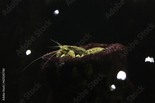 Marble crayfish is resting in a niche of an underwater rock photo