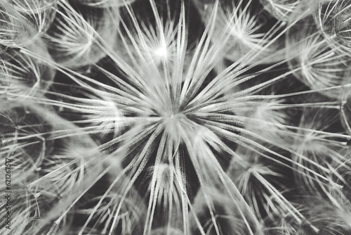 detail of beautiful Dandelion fluff