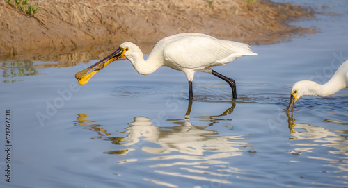 Eurasian spoonbill, Platalea leucorodia, wading through waters with caught fish in its beak. The fish is a mozambique tilapia an invasive exotic species in the Charca of Maspalomas, Gran Canaria Spain