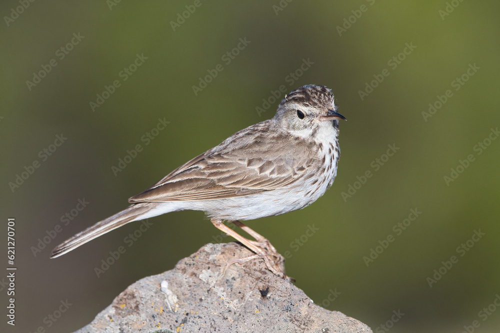 Small canary bird on the rock A small canary bird relax on the rock in the mountain Nature concept. Small canary bird on the rock A small canary bird relax on the rock in the mountain Nature concept.