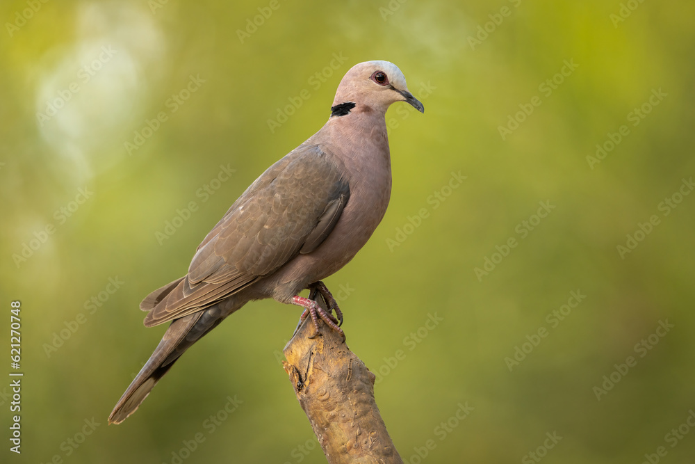 Red-eyed Dove perched on a stick isolated against a natural green background Red-eyed Dove perched on a stick isolated against a natural green background