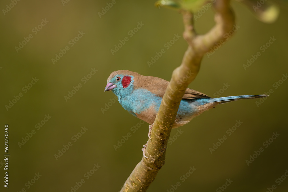 Red-cheeked Cordon-blue perched on a stick against a natural green background