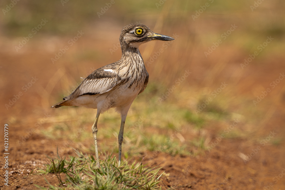 Senegal Thick-knee in natural habitat