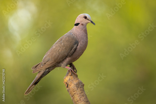 Red-eyed Dove perched on a stick isolated against a natural green background