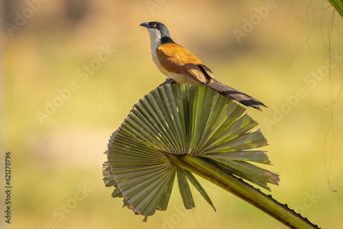 Senegal Coucal perched on a palm leaf photo