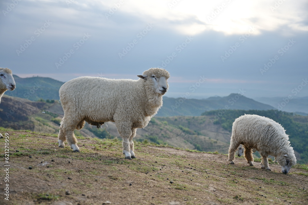 A fat Corriedale sheep grazing on a farm. Fluffy white sheep grazing on a farm in northern Thailand with a backdrop of mountains and a dull sky. Open farm animals are free to live.

